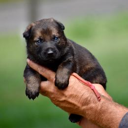 Red - Sable female German Shepherd puppy in Cherryville, North Carolina from Masky Kennel