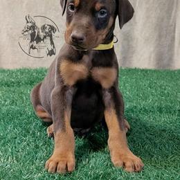 Male 1 - Yellow Collar - Red and rust male Doberman Pinscher puppy in Spencer, Indiana from Jackson's Dobermans