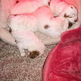 Clumber Spaniel Puppies from Rainsway Clumber Spaniels