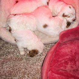 Clumber Spaniel Puppies from Rainsway Clumber Spaniels