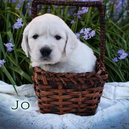 Jo - Light golden female Golden Retriever puppy in Scio, Oregon from Webb's Wold Kennels