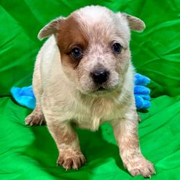L65-06 - Red speckled male Australian Cattle Dog puppy in Sheridan, Oregon from 6pk Cattledogs