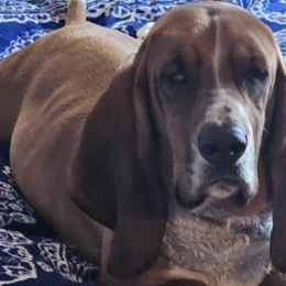 Basset Hounds from Melissa Leon