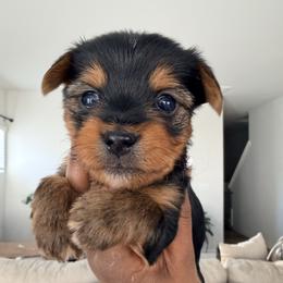 CKC Aspen - Black and tan male Yorkshire Terrier puppy in North Carolina from Many Minnie Yorkies