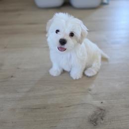 Female 2 - White and tan female Maltese puppy in Fresno, California from Soua's Pups