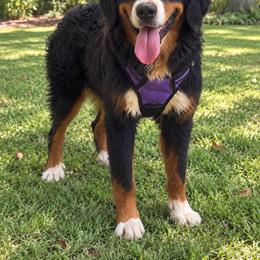 Chanci - Black rust and white female Bernese Mountain Dog puppy in Union Grove, North Carolina from Grove Farm
