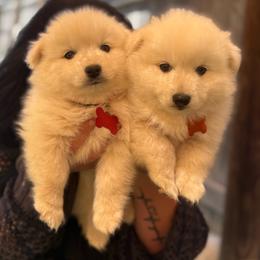 Boy 4 - White male Japanese Spitz puppy in Sebastopol, California from IMag Japanese Spitz