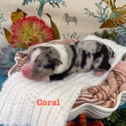 Girl 3 - female Australian Shepherd puppy in El Dorado Springs, Missouri from OR Aussies