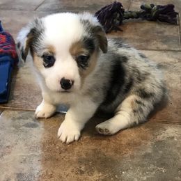 American Corgi and Pembroke Welsh Corgi Puppies from Caddeaux Corgis
