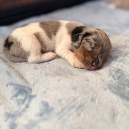 Addy - Piebald female Dachshund puppy in Marion, Ohio from Doodles & Doxies