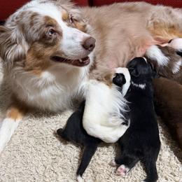 Extra - Black tri-color female Australian Shepherd puppy in Lynnville, Indiana from Moonlightaussies