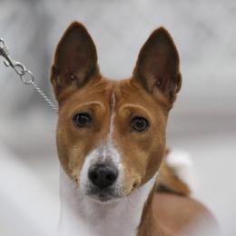 Iceman - Basenji