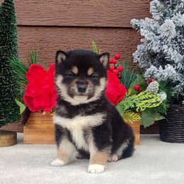 Tundra - Black and tan male Shiba Inu puppy in Clayton, Illinois from Adorable-Puppies