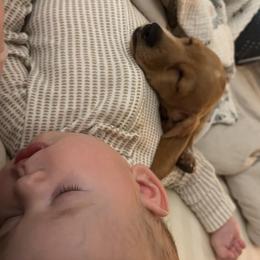 Lola (AKC FULL) - Red female Dachshund puppy in Eastland, Texas from Mavericks Mini Dachshunds