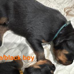 Rottweiler Puppies from Von Der Hügelspitze