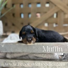 Muffin - Phantom female Bernedoodle puppy in Temecula, California from Brookside Bernedoodles