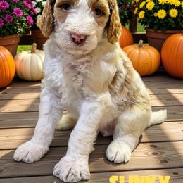 Slinky - Parti male Goldendoodle puppy in Ellenburg Center, New York from Kristin's Puppies