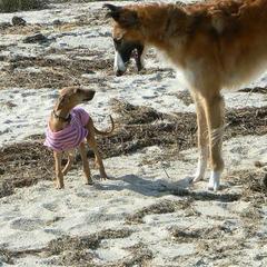 "Arabella n' Simoon " Azawakh Puppies from Kel Simoon Azawakh