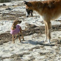 "Arabella n' Simoon " Azawakh Puppies from Kel Simoon Azawakh