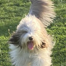 Bearded Collies from Seafarer Bearded Collies