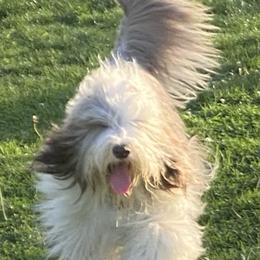 Bearded Collies from Seafarer Bearded Collies