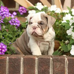 Pink collar girl puppy 5500 - Lilac tri-color female Bulldog puppy in Lewisberry, Pennsylvania from Salted Rim Corgis