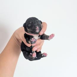 Pink - Black and silver female Miniature Schnauzer puppy in Thomasville, North Carolina from J&J's Future Horizons Kennel