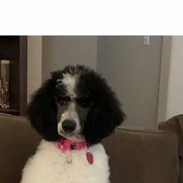 Poodle Puppies from Mars  Glitz Poodles