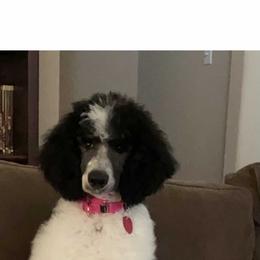 Poodle Puppies from Mars  Glitz Poodles