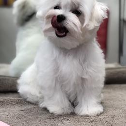 Maltese Puppies from Vellavica Maltese