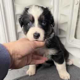 Girl 2-Black Tri - Black tri-color female Australian Shepherd puppy in Mayfield, Kentucky from Hamilton Farms