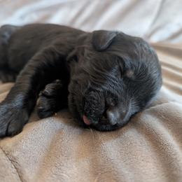 AKC Saga - Black female Giant Schnauzer puppy in Tombstone, Arizona from Vanguard Giants