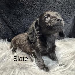 Slate - Black male Dachshund puppy in Cabool, Missouri from Dachshund's of Country Magic Farms in Missouri