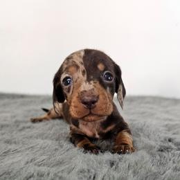 Chocolate and tan dapple female - Dapple female Dachshund puppy in Belle Rive, Illinois from Akin's Miniature Dachshunds, LLC