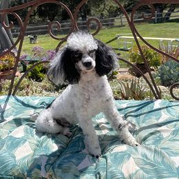 Poodle puppies from Canyon Spring Ranch Poodles