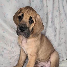 Spirit - Fawn Great Dane puppy in Bay Shore, New York from Gentle Giant Companions