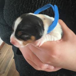 BEAU - Black white and tan male Rat Terrier puppy in Decatur, Arkansas from KC’S Rat Terriers