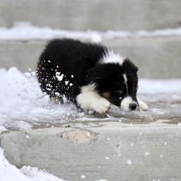 Australian Shepherd, Miniature American Shepherd, Miniature Australian Shepherd, and Toy Australian Shepherd Puppies from Painted Blue Aussies