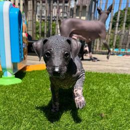 Chunky Monkey - Black white and tan female Xoloitzcuintli puppy in Manitowoc, Wisconsin from Wonderland Kennel