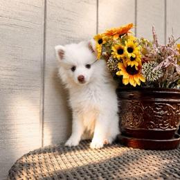Callista - White female Pomsky puppy in Lincoln, Nebraska from Blue Heaven Pomsky