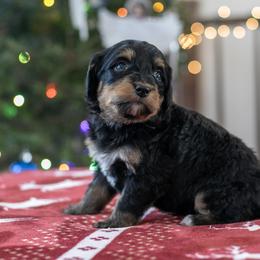Elbrus - Sweet Female - Phantom female Bernedoodle puppy in Eureka, Illinois from Joley Aire Family Dogs