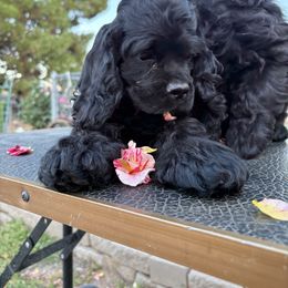 Amore baby girl 2 - Black female Cocker Spaniel puppy in Kingman, Arizona from Amore’s Cockers