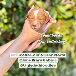 Count Dooku - Red  male Goldendoodle puppy in Orangevale, California from Ugly Dad Doodles