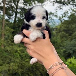 Cisco - Black tri-color male Assorted Doodle Crosses puppy in Calhoun, Georgia from Happy Top Doodles
