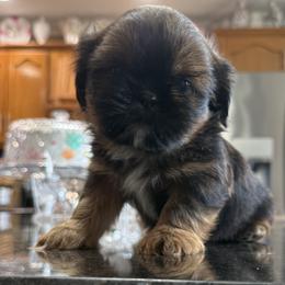 Rolo - Chocolate and tan male Shih Tzu puppy in Columbia, Kentucky from Lisa Bandy Luxe Shih Tzu