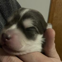 Pomsky Puppies from Full Moon Pomskies
