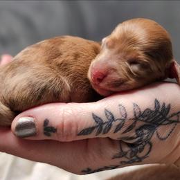 Chocolate Based Red Boy - Dapple male Dachshund puppy in Woodland, Washington from SJs Dachshunds