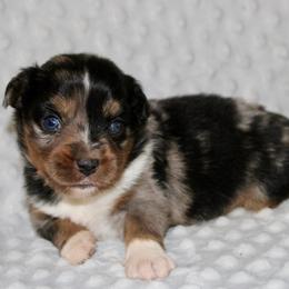 Blue Merle - Blue merle male Miniature Australian Shepherd puppy in Paris, Texas from Kuttin’ Up Mini Aussies