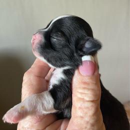 Sparky - Black and tan male Chihuahua puppy in Tecumseh, Oklahoma from Callie’s Happy Chihuahuas, Callie’s Happy Treasures LLC