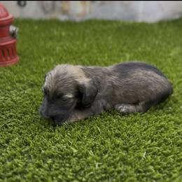 Shaded Cream Silky Wire Male - Cream male Dachshund puppy in Killeen, Texas from Southern Dachshunds